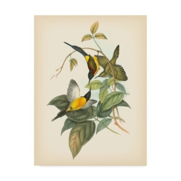Trademark Fine Art John Gould 'Gould Birds Of The Tropics Iv' Canvas Art, 35x47 WAG02527-C3547GG